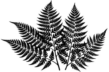Güzel bir Fern Yaprağı Bitki Hayatı Silueti tasarımı