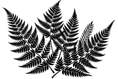 Güzel bir Fern Yaprağı Bitki Hayatı Silueti tasarımı