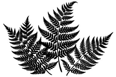 Güzel bir Fern Yaprağı Bitki Hayatı Silueti tasarımı