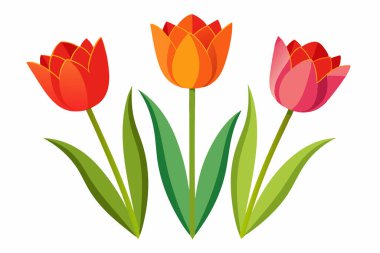 Lale çiçeği grafik renkli illüstrasyon