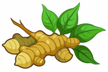 Ginger düz vektör çizimi beyaz arkaplanda izole edildi