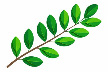 Senna siamea fresh green leaves isolated on white background clipart