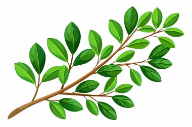 Senna siamea fresh green leaves isolated on white background clipart