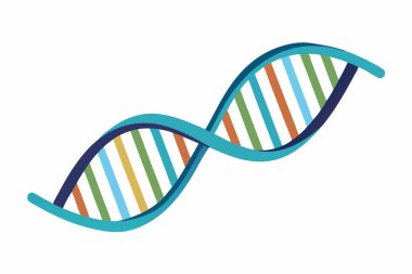DNA basit vektör gösterimi