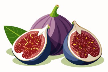 Fresh Fig Black Mission Fig Purple Fig Hand Drawn Vector Illustration clipart