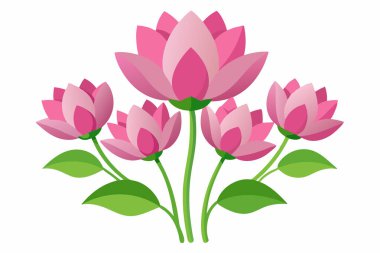 Pembe nilüfer çiçekleri beyaz arkaplanda soyutlanır.