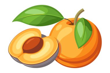 Vibrant illustration of a whole and half apricot with leaves. clipart