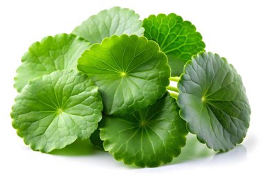 Taze Asya Pennywort Yaprakları, bitkisel ürünler için ideal.