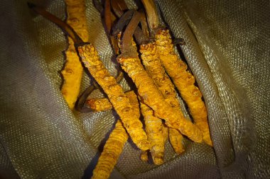 Bu yakın çekim görüntüde Himalayalar 'ın yüksek rakımlı bölgelerinde bulunan en değerli tıbbi mantarlardan biri olan Yarsagumba (Cordyceps sinensis) sergilenmektedir. 