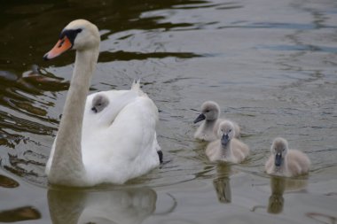 Anne kuğu bebeklerle gölde.