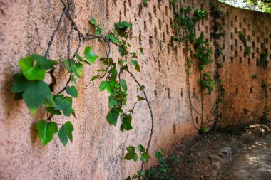 Neoklasik tarihi bahçe Parc del Laberint d 'Horta, Barselona, İspanya, Sürdürülebilirlik, çevreyi koruma, biyolojik çeşitliliği koruma