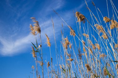 Mutlu Dünya Günü, Dünya 'yı İyileştir, Barselona, İspanya' da Delta del Llobregat, Sürdürülebilirlik, Çevreyi Korumak, Biyolojik Çeşitliliği Korumak