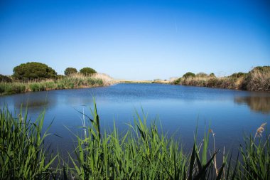 Happy Earth Day,Heal the Planet Earth,Delta del Llobregat in Barcelona,Spain,Sustainability,conserving the environment,Protecting biodiversity clipart