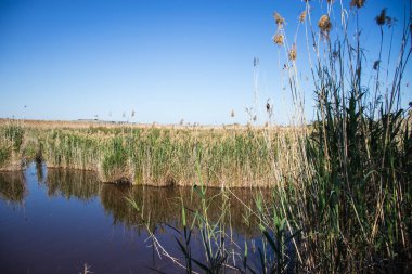 Mutlu Dünya Günü, Dünya 'yı İyileştir, Barselona, İspanya' da Delta del Llobregat, Sürdürülebilirlik, Çevreyi Korumak, Biyolojik Çeşitliliği Korumak