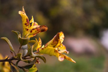 Barselona Botanik Bahçesi, Baharda Çiçekler, İspanya, Avrupa, Sürdürülebilirlik, Çevreyi Koruma, Biyolojik Çeşitliliği Koruma, Dünya Gezegeni