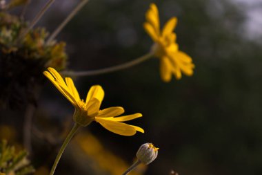 Barselona Botanik Bahçesi, Baharda Çiçekler, İspanya, Avrupa, Sürdürülebilirlik, Çevreyi Koruma, Biyolojik Çeşitliliği Koruma, Dünya Gezegeni