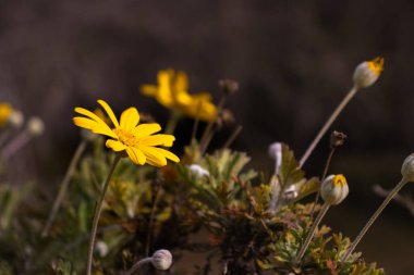Barselona Botanik Bahçesi, Baharda Çiçekler, İspanya, Avrupa, Sürdürülebilirlik, Çevreyi Koruma, Biyolojik Çeşitliliği Koruma, Dünya Gezegeni