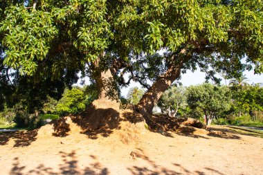 Gül bahçeli güzel El Parque de Servantes, Barcelona, İspanya 'da Park Hizmetkarları