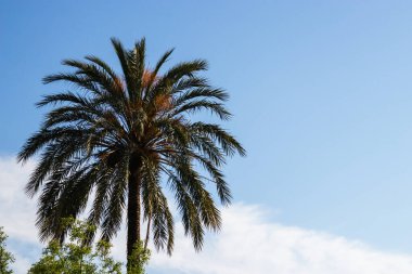 Gül bahçeli güzel El Parque de Servantes, Barcelona, İspanya 'da Park Hizmetkarları