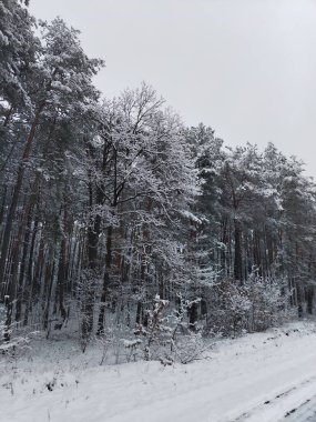 Kış ormanı, güzel kış