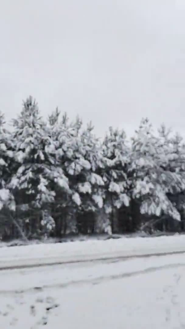 Kış Videosu Güzel Kış Kardaki Orman — Stok video