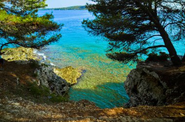 Kozalaklı ağaçlı deniz manzarası