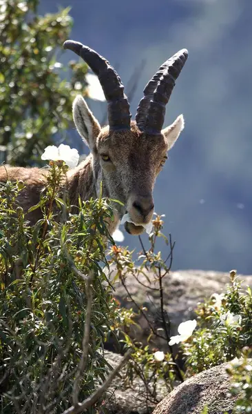 산에서 귀여운 사슴의 — 스톡 사진