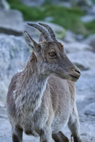 Portrait Cute Goat — 스톡 사진
