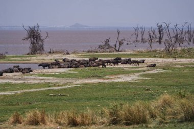 Çimlerin üzerinde duran bir hayvan sürüsü.