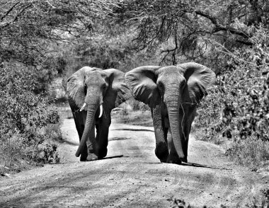 Toprak yolda yürüyen iki fil