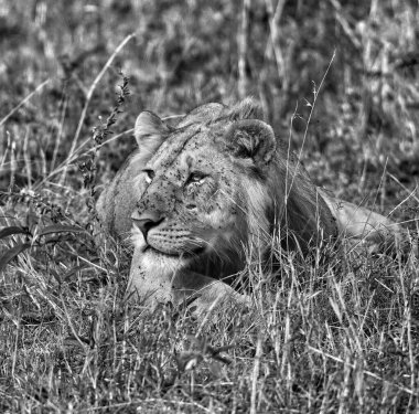 Siyah beyaz bir fotoğrafta çimlerde yatan bir aslan.
