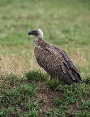 Çimenli bir tepede duran bir akbaba.