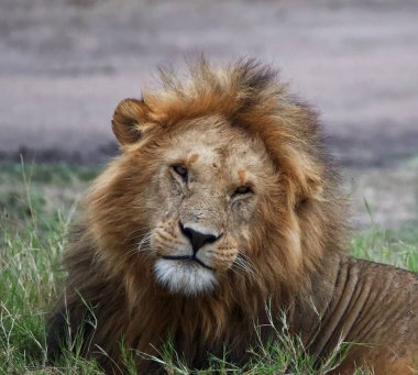 Gözleri kapalı çimenlerde yatan bir aslan.