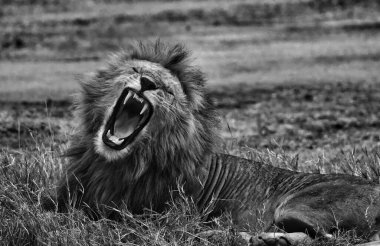 Ağzı açık çimenlerde esneyen bir aslan.