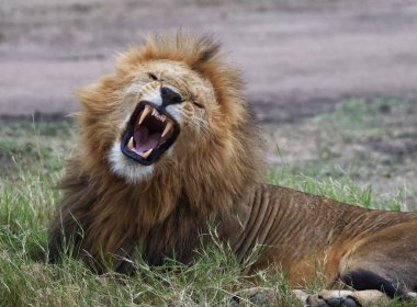 Bir aslan çimenlerde ağzı açık esniyor.