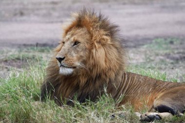 Çimenlerde başı dönük yatan bir aslan.