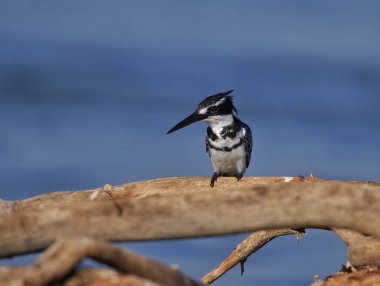 Arka planda mavi gökyüzü olan bir dalda oturan bir kuş.