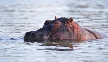 Suda kafası suyun üstünde bir su aygırı.