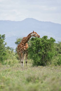 Ağaçlı bir tarlada duran bir zürafa.