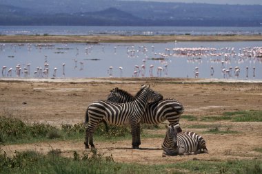 İki zebra bir su kütlesinin yanında yan yana duruyor.