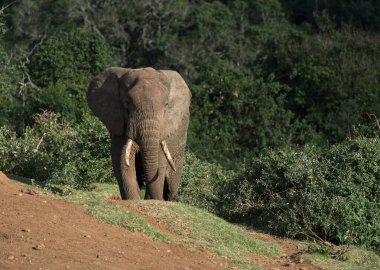 Vahşi doğada toprak bir yolda yürüyen bir fil.