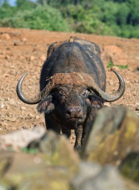 Arka planda ağaçlarla bir tarlada duran bir bufalo.