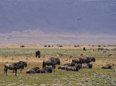 Tarlada otlayan bir hayvan sürüsü.