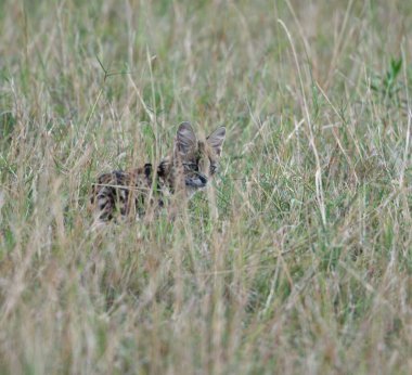 Vahşi doğada uzun otların arasında saklanan bir kedi.