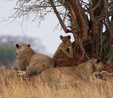 Bir grup aslan çimlere uzandı.