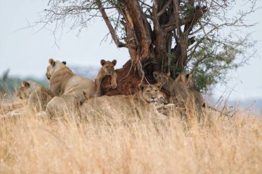 Bir grup aslan çimlerin üzerinde yatıyor.