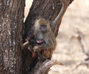 Bir babun ve bebeği ağaçta.
