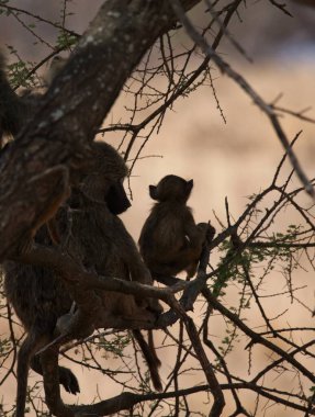Bir babun bebeğiyle birlikte ağaçta oturuyor.