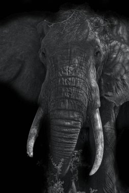 Dişleri ve büyük dişleri olan bir fil.