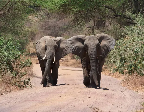 아래로 코끼리 — 스톡 사진